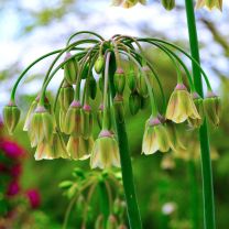 Allium Bulgaricum