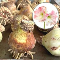 Amaryllis Apple Blossom -indoor