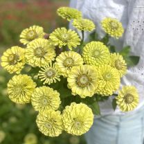 Zinnia Elegans Envy