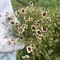 Coreopsis Incredible Swirl