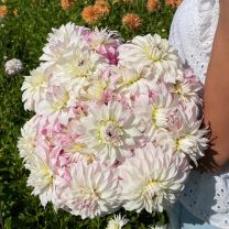 Dahlia Pink Petticoat