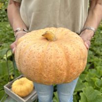 Cucurbita Australian Butter