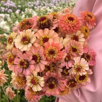 Zinnia Zinderella Peach