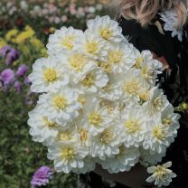 Dahlia White Onesta