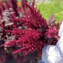 Amaranth Velvet Curtains