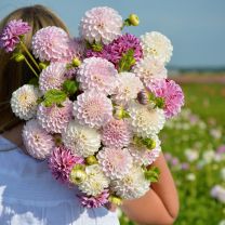 Dahlia Potluck