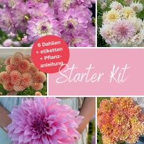 Mix Dahlien Pflückgarten Starterpaket