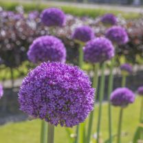 Allium Ambassador