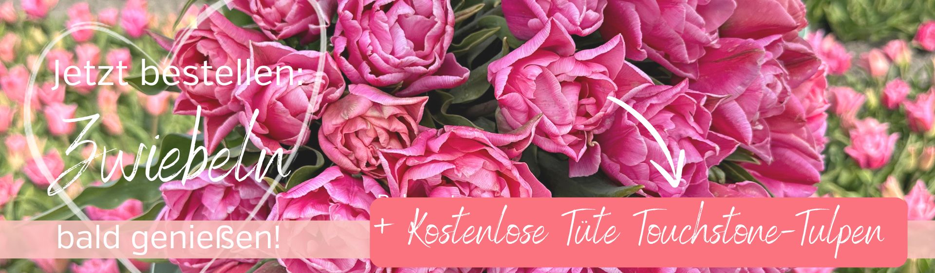 Tulpenzwiebeln direkt von unserer Gärtnerei