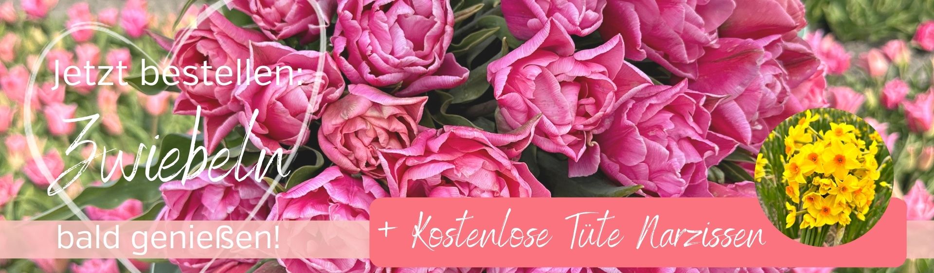 Tulpenzwiebeln direkt von unserer Gärtnerei